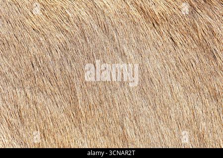 Closeup of brown animal fur texture. Natural hairy surface background. Detailed macro shot of wild mammal coat. Warm organic wool pattern with natural Stock Photo