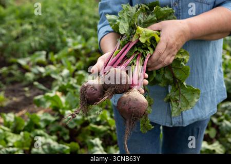 Bunch of fresh beetroot in hands vegetables garden Stock Photo