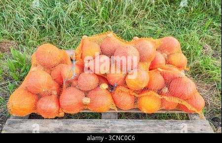 Hokkaido pumpkins packed in a mesh bag, selective focus. Stock Photo