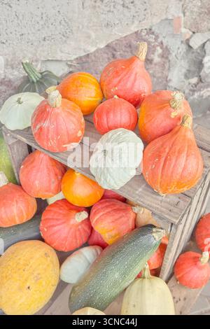Display of various types of pumpkins, selective focus. Stock Photo