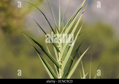 Top part of a common reed (Arundo donax) with a blurred background, Spain Stock Photo
