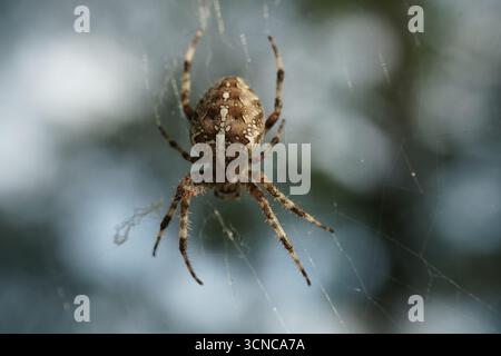 Close-up of European garden spider on web outdoors – macro shot of orb weaver arachnid Stock Photo