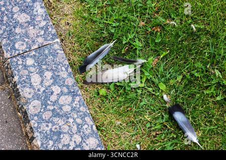 A bunch of colorful feathers are lying scattered on the soft grass, creating a beautiful yet natural display of natures artistry Stock Photo
