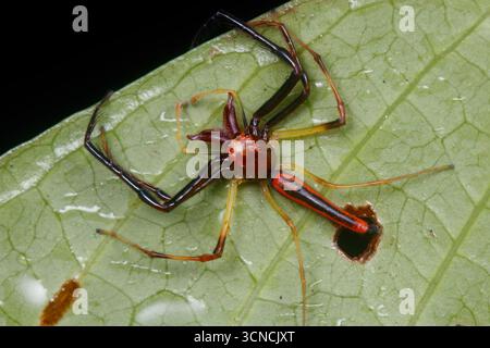 Close-up macro of Wide-Jawed Viciria (Viciria praemandibularis), a striking jumping spider with elongated jaws, perched on a green leaf in Pulau Ubin, Stock Photo