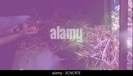 Reaching worker hands lifting brown eggs inside chicken coop box with straw and slats, copy space Stock Photo