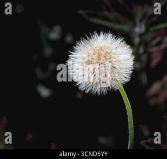 Detailed macro of a dandelion seed head glowing against a dark backdrop, highlighting delicate seed structure and symbolizing fragility, growth, and n Stock Photo
