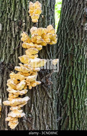 bracket fungus on tree trunk close up in summer day Stock Photo