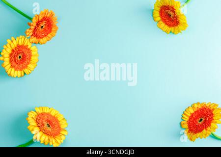 Orange and yellow gerbera flowers framing blue background with copy space in center. Holiday greeting card. Top view, flat lay. Stock Photo