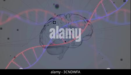 Floating semi-transparent 3D brain in digital space, with glowing DNA strands and network nodes Stock Photo