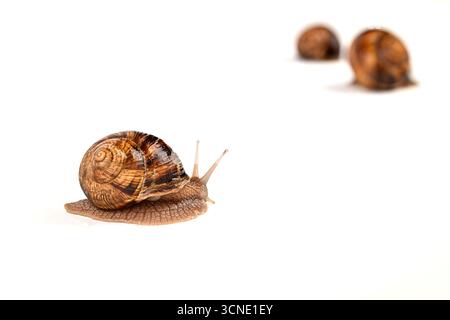 A small brown and tan snail is laying on a white surface. The snail is surrounded by three other snails, all of which are brown and tan. The scene is Stock Photo