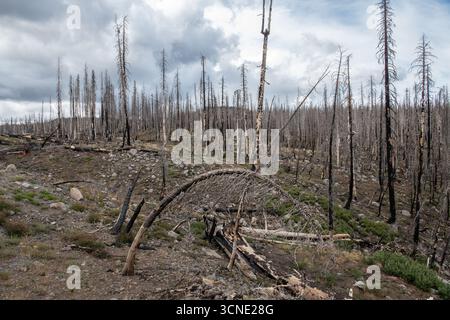 The landscape in Lassen Volcanic National Park years after the Dixie Fire swept through. Dead burned and charred trees remain after the wildfire. Stock Photo