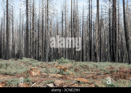 The landscape in Lassen Volcanic National Park years after the Dixie Fire swept through. Dead burned and charred trees remain after the wildfire. Stock Photo