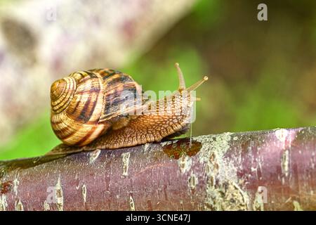 A small brown and white snail is crawling on a tree branch. The snail is moving slowly and he is enjoying its time on the branch Stock Photo