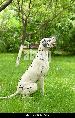 A white and black dog is sitting in a grassy area. The dog is looking at the camera and he is happy Stock Photo