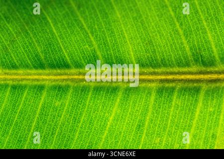 A leaf with a green stem and veins. The veins are yellow and the leaf is very thin Stock Photo