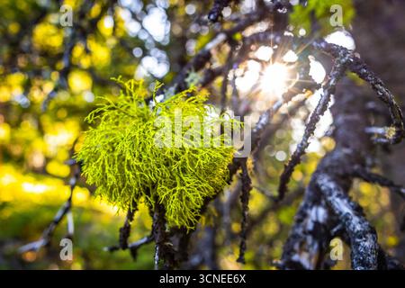 A close-up image captures vibrant green moss growing on the trees of a mountain forest. Stock Photo