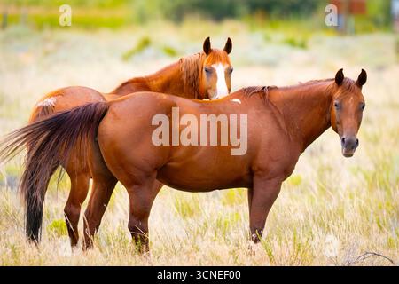 A close-up portrait captures a pair of wild horses, showcasing their natural beauty and untamed spirit Stock Photo