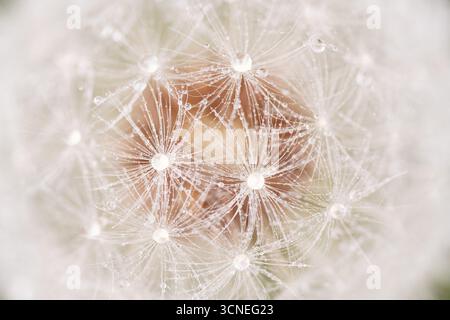 A close up of a dandelion with droplets of water on it. Concept of freshness and purity, as the water droplets add a touch of elegance to the flower Stock Photo
