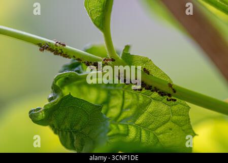 A leaf with a bunch of ants on it. The leaf is green and the ants are crawling on it Stock Photo