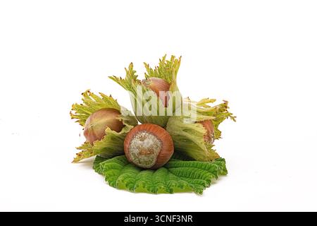 Three nuts are on a leaf. The nuts are green and brown Stock Photo