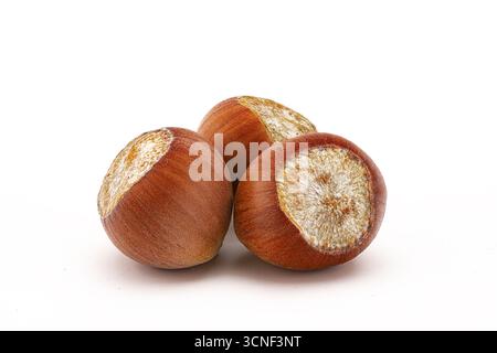 Three nuts are sitting on a white background. The nuts are brown and appear to be dried. They are arranged in a triangular shape, with one nut slightl Stock Photo