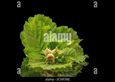 A nut is on a leaf. The nut is green and brown. The leaf is green and has a brown spot Stock Photo
