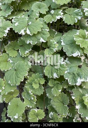 close up of beautiful green leaves background Stock Photo