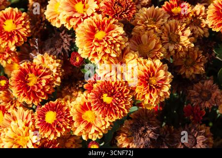 Vibrant orange autumn flowers. Chrysanthemums with fluffy petals. Perfect for floral arrangements, autumn-themed designs,nature-inspired projects, bac Stock Photo
