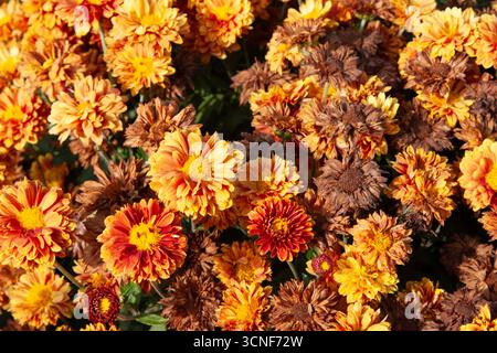 Vibrant orange autumn flowers. Chrysanthemums with fluffy petals. Perfect for floral arrangements, autumn-themed designs,nature-inspired projects, bac Stock Photo