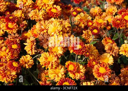 Vibrant orange autumn flowers. Chrysanthemums with fluffy petals. Perfect for floral arrangements, autumn-themed designs,nature-inspired projects, bac Stock Photo