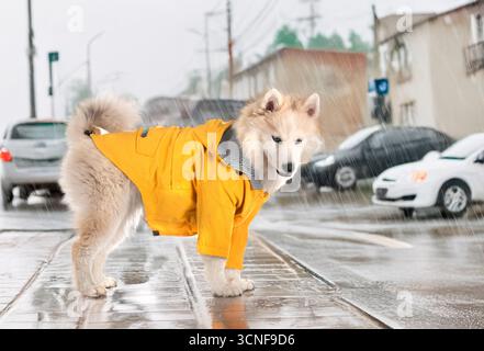 pomsky and raincoat in a city background Stock Photo