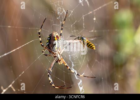 Wasp spider, argiope bruennichi, trapping a yellowjacket wasp in its sticky silk web, capturing prey in natural habitat Stock Photo