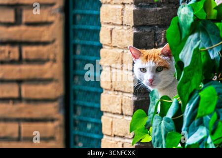 A white and ginger domestic cat peeking through ivy leaves in a residential alleyway in Italy. Stock Photo
