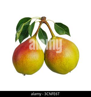 Two ripe yellow pears with red sides hanging on a branch isolated on white Stock Photo