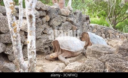 Galapagos giant tortoise, selective focus, Galapagos Islands, Ecuador. Stock Photo