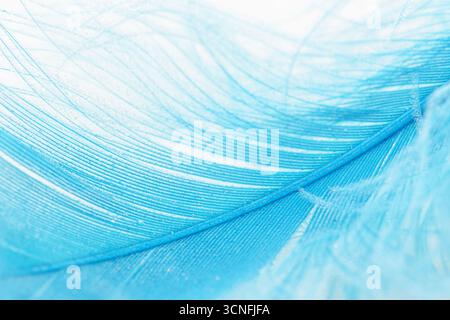 Closeup view of a blue feather on a white background Stock Photo