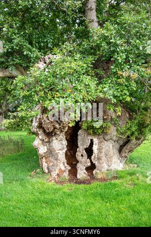 Large oak tree with rotten and hollowed trunk Stock Photo
