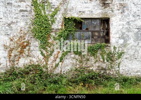 Old metal framed window with broken and missing glass in stone wall with Ivy growing over Stock Photo