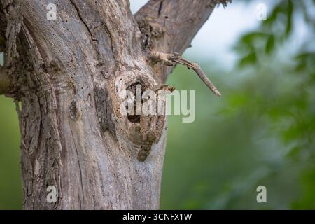 Wryneck in early summer at its nest cavity in an old apple tree near Meitzendorf, close to Magdeburg, Germany. Stock Photo