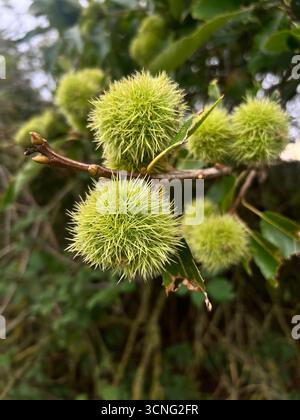 A close up of the sweet chestnuts on the tree in Autumn in Norfolk Stock Photo