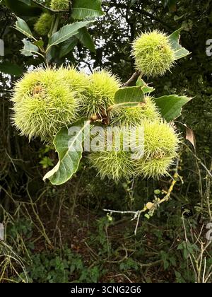A close up of the sweet chestnuts on the tree in Autumn in Norfolk Stock Photo