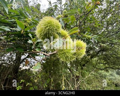 A close up of the sweet chestnuts on the tree in Autumn in Norfolk Stock Photo