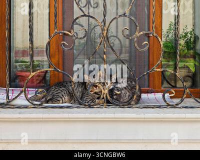 Two striped cats lying on a windowsill under a wrought iron grate. The photo was taken in Tashkent, Uzbekistan, in June 2025. Stock Photo