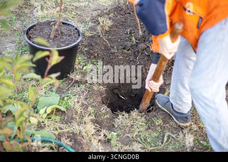 A man digs a hole in the ground with a shovel to plant a tree sapling. Stock Photo