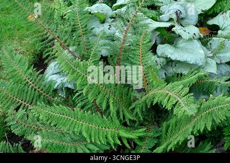 Contrasting foliage of delicate fern polystichum herrenhausen and silver leaves of Brunnera Looking Glass UK garden September Stock Photo