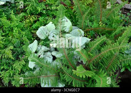 Contrasting foliage of delicate fern polystichum herrenhausen and silver leaves of Brunnera Looking Glass UK garden September Stock Photo