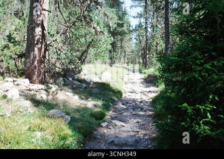 Narrow dirt path winds through dense pine trees in the Swiss National Park. Stock Photo