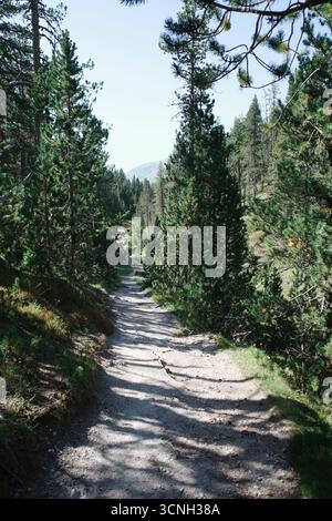 Narrow dirt path winds through dense pine trees in the Swiss National Park. Stock Photo