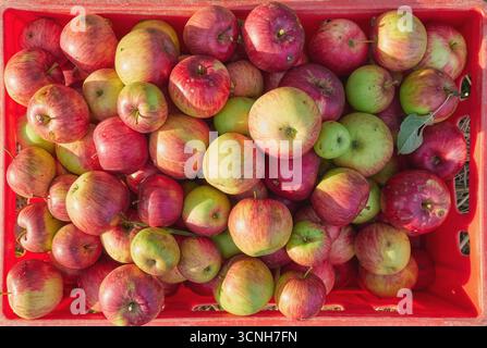 Fresh organic apples in a container. Stock Photo