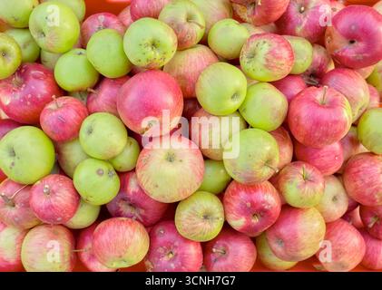 Photo of fresh organic apples. Stock Photo